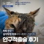 좌측 안구가 심각하게 비대되어 안구적출술을 받은 코숏 고양이 환자의 수술후기_잠실동물병원, 잠실ON동물의료센터