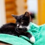 고양이 방광염 증상과 예방 방법