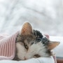 고양이 허피스 증상과 치료 방법