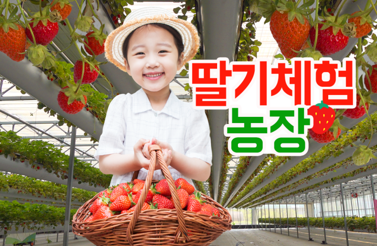 딸기농장체험 아이랑 갈만한곳! 경기도 광주 양평 하늘애딸기