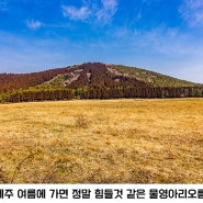 여름에 가면 절대 안될것 같았던, 제주 남원 물영아리 오름 후기