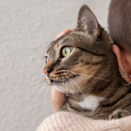 고양이 범백 증상, 치료방법 함께 알아봐요!