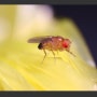 날파리 초파리 없애는법 집 화장실 부엌 날파리생기는 이유