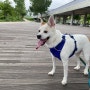 강아지랑 산책 갈만한 곳! 광교호수공원과 주차정보