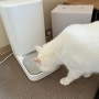바램 밀리 펫 고양이 자동급식기 대만족 후기