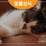 고양이 복막염