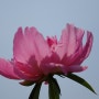 바우처 수업으로 태화강 국가정원에서 찍은 꽃들(사진촬영지도사)