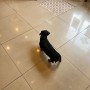 홍콩 공항에서 한국으로 입국한 닥스훈트 강아지 : 반려동물 강아지 고양이 홍콩 동물검역 동물운송 수입허가서 절차 비용