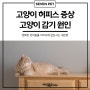 고양이 허피스 증상, 고양이 감기 원인