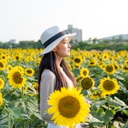 서산해바라기