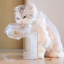 고양이 밥그릇 높은 아크릴 투명식기