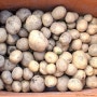 쇳디농장 감자 수확