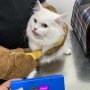 태국 방콕 동물검역 준비를 위해 방문한 고양이 미카 : 반려동물 고양이 태국 입국 출국 수입허가서 건강증명서 절차 비용