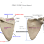 어깨 / 견갑대(어깨띠)의 정상 정렬 평가 1편 / 수축성조직 및 비수축성조직
