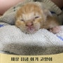 [으넝이 하루] 진짜 세상 심멎시키는 아기 고양이