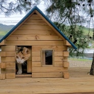 실외 고양이집 만들기 (원목 길고양이 집 트리하우스)