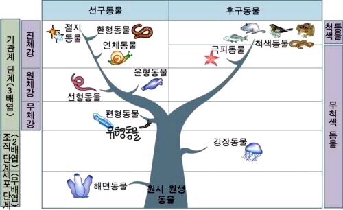 [계통분류학] 동물분류체계 개요 : 네이버 블로그