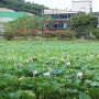 광주 매월동 전평제근린공원 7월 연꽃 예쁜카페