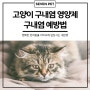 고양이 구내염 영양제 준비, 구내염 예방법