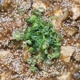 [로컬푸드요리교실-여름요리] 고추된장무침&가지덮밥