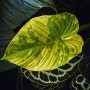 필로덴드론 플로우마니 바리에가타 Philodendron plowmanii variegated