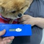 일본 오키나와 공항으로 가는 동물검역 절차를 진행중인 포메라이안 강아지 하나 : 반려동물 일본 혈액검사 수입허가서 절차 비용