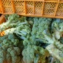 유기농 브로콜리 + 청양초 판매