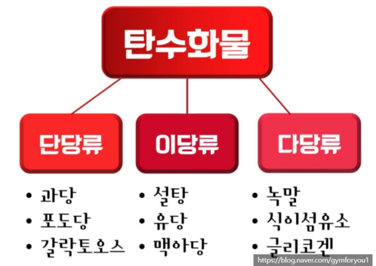 두정동PT 짐포유 - 탄수화물의 종류 (단당류,이당류,올리고당류,다당류) : 네이버 블로그