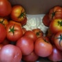 토마토 보관법