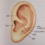 어깨통증 귀혈자리 귀지압점 귀마사지 방법 견비통 이혈요법(오십견 테니스엘보 팔목저림)