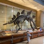 [서대문자연사박물관]공룡박물관 공룡좋아하는아이 서울아이와갈만한곳