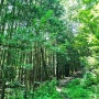 완주 가볼만한곳 공기나무 편백나무숲 트레킹