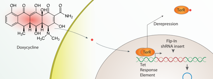 Tetracycline(doxycycline) inducible expression system (Tet on and tet ...