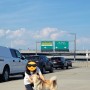 미국 뉴욕 경유 후 칠레 산티아고 공항에 도착한 강아지 금봉이 소식입니다. 반려동물 칠레 데려가기 동물검역 동물운송 서류 준비