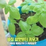 새로운 반려식물, 바질 씨앗부터 키우기!