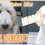 Standard Poodle|스탠푸|스탠다드푸들|쓰리데이즈|데이즈|여름 대비| 미용|목욕|비포|에프터|