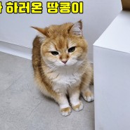 샤오미 무선 선풍기 2 pro 솔직 사용후기 내돈내산!
