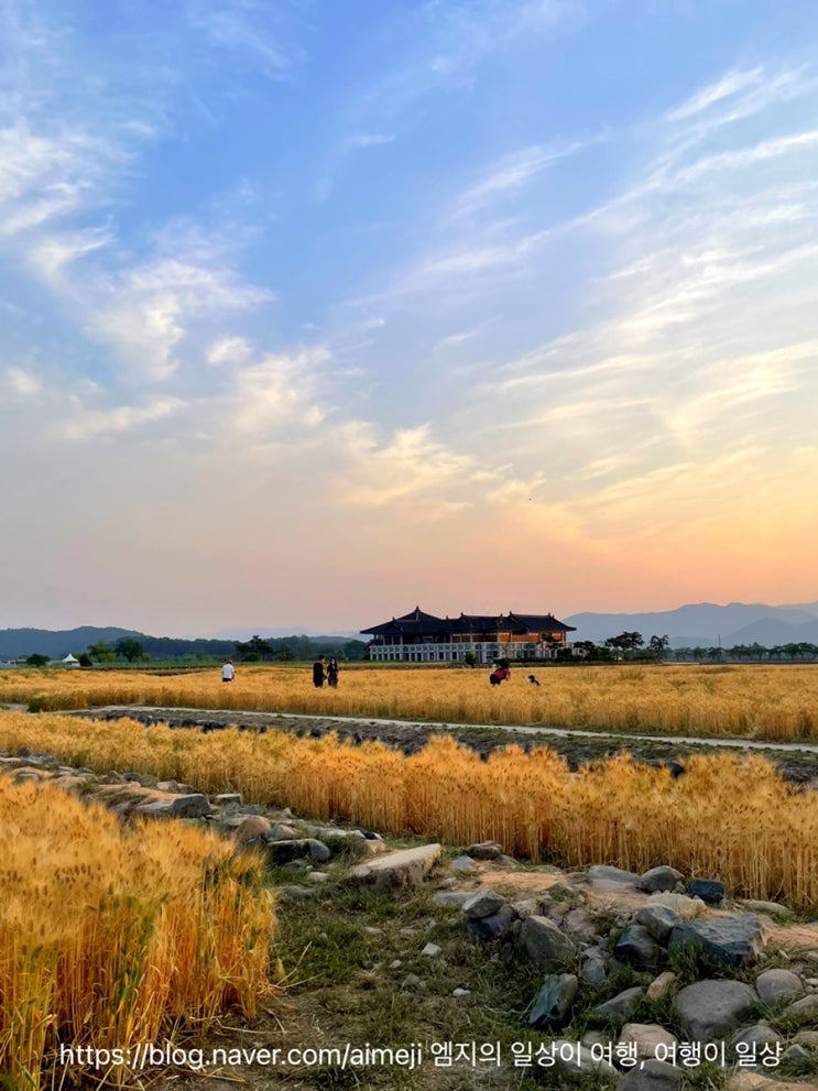 당간지주 & 낭만가득 해질녘 황룡사지 청보리밭 20220520