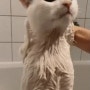 고양이 얌전하게 목욕 시키는 방법