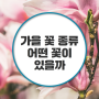 가을 꽃 종류 미리 알아볼까요?