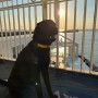 프랑스 파리를 거쳐 페리로 영국 입국 한 리트리버 강아지 봉고 : 반려동물 영국 배로 데려가기 절차 비용