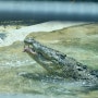 Malacca Taman Buaya & Rekreasi Melaka (Melaka Crocodile & Recreational Park) 3