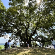 이상한 변호사 우영우 촬영 장소 소덕동 팽나무 찾아가는 방법 / 창원 동부마을