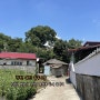 이상한 변호사 우영우 촬영지 / 창원 동부마을 팽나무
