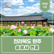 [전북 완주] 여름에 피어난 연꽃이 싱그러운 '송광사'