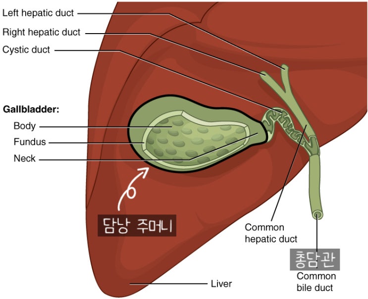 강아지 간수치 증가 원인 총담관 담석 (CBD stone) CT 검사와 수술 : 네이버 블로그
