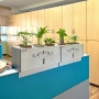 사무실에서 키우기 쉬운 식물 - 파키라, 멜라니 고무나무 (파티션 화분)