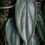 필로덴드론 버럴막스 판타지 Philodendron burlemarx fantasy