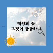 [정동기별단by경주 8기] 태양의 꽃 그것이 궁금하다🔍