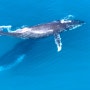 [공유] steady-log :) 혹등고래를 좋아하는 널 위해 준비했어! 혹등고래 배경화면 2탄 #29